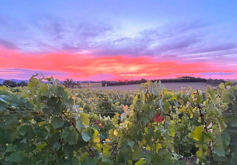 Wine Country Weekenders: The Ultimate Road Trip Itineraries for Hidden Australian Wine Gems