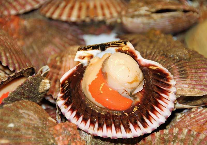 New Zealand Scallops: Nature’s Golden Treasure