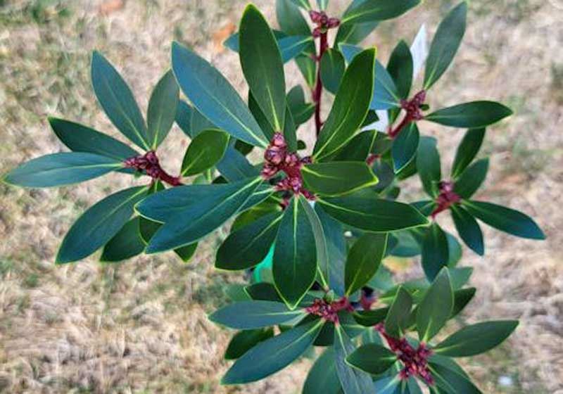 Burn Baby Burn: Australia’s Fiery Obsession with Native Spice