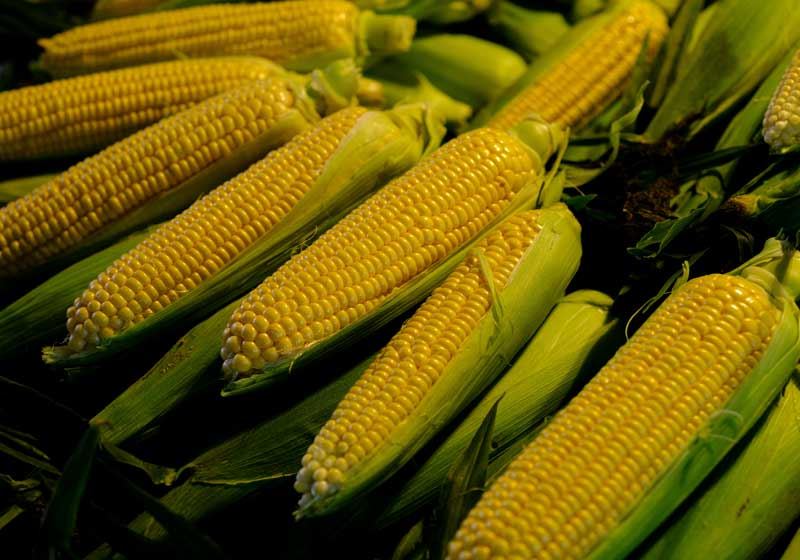 Fresh and In-season Corn: How to Choose, Store and Cook It + 3 Delicious Summer Recipes