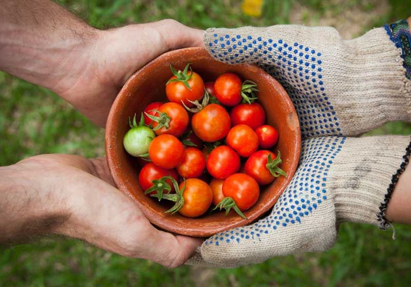 From Soil to Supper: Could ‘Grow It, Cook It, Share It’ Redefine Australian Dining?