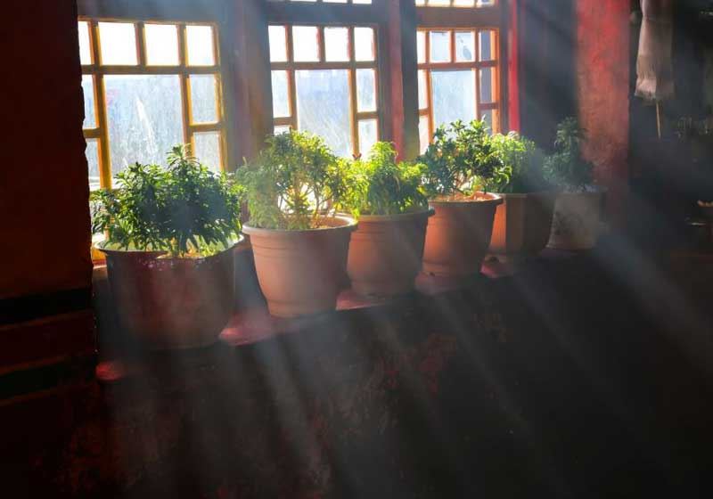 Urban Garden: How to Grow a Perfect Garden on Your Windowsill