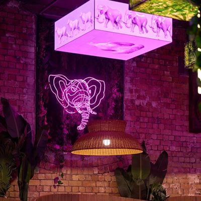 Jungle 8